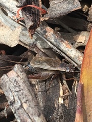 Eurepa marginipennis