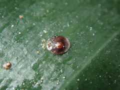 Chrysomphalus aonidum