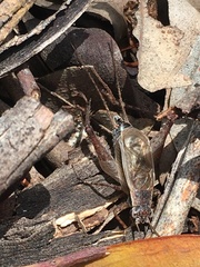 Eurepa marginipennis