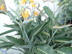 Chrysomphalus aonidum