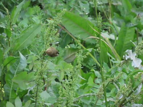 Avistamiento Mosquitero Común