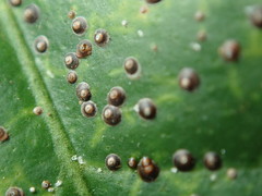 Chrysomphalus aonidum