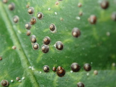 Chrysomphalus aonidum