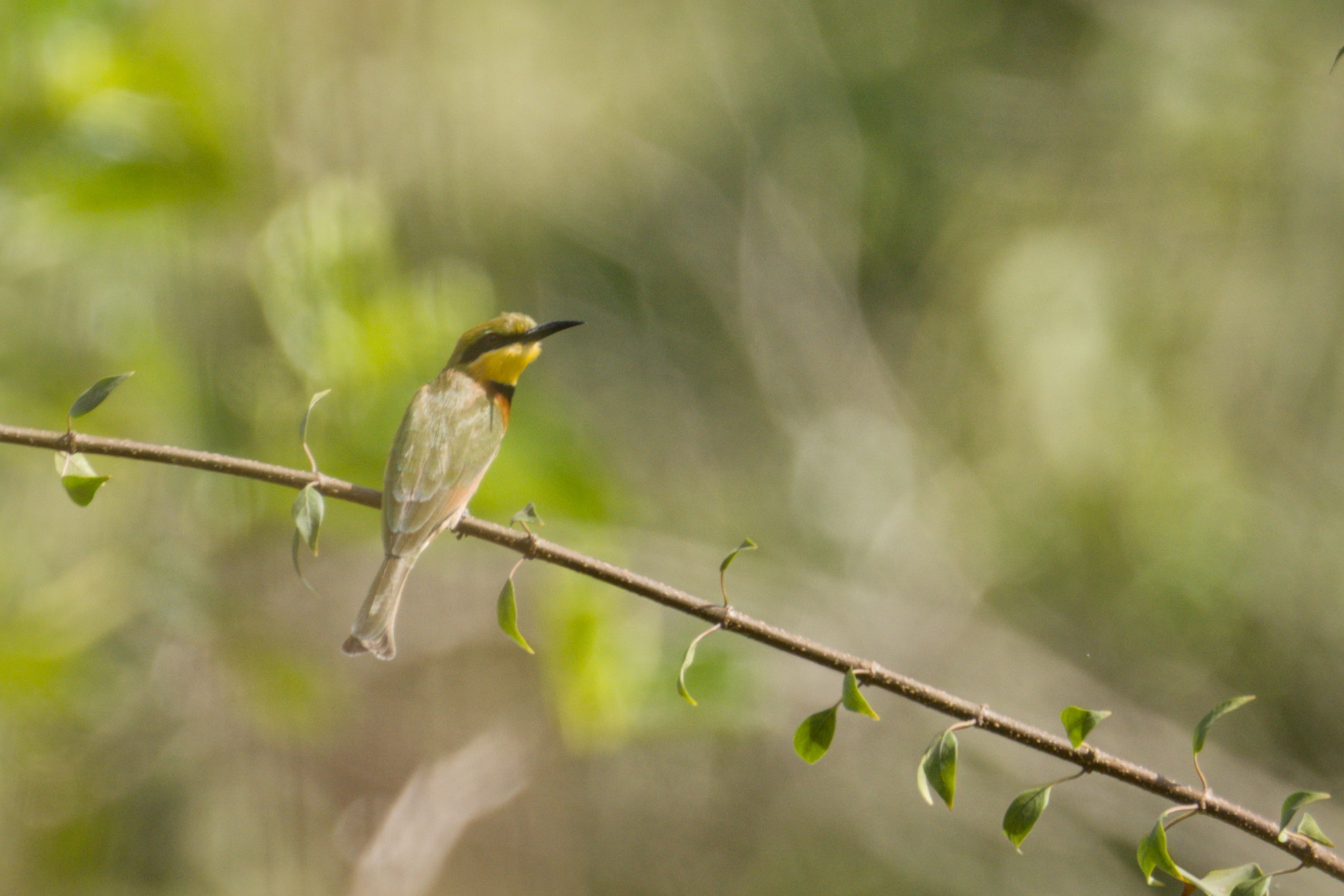 Little Bee-eater (Merops pusillus), photo 5