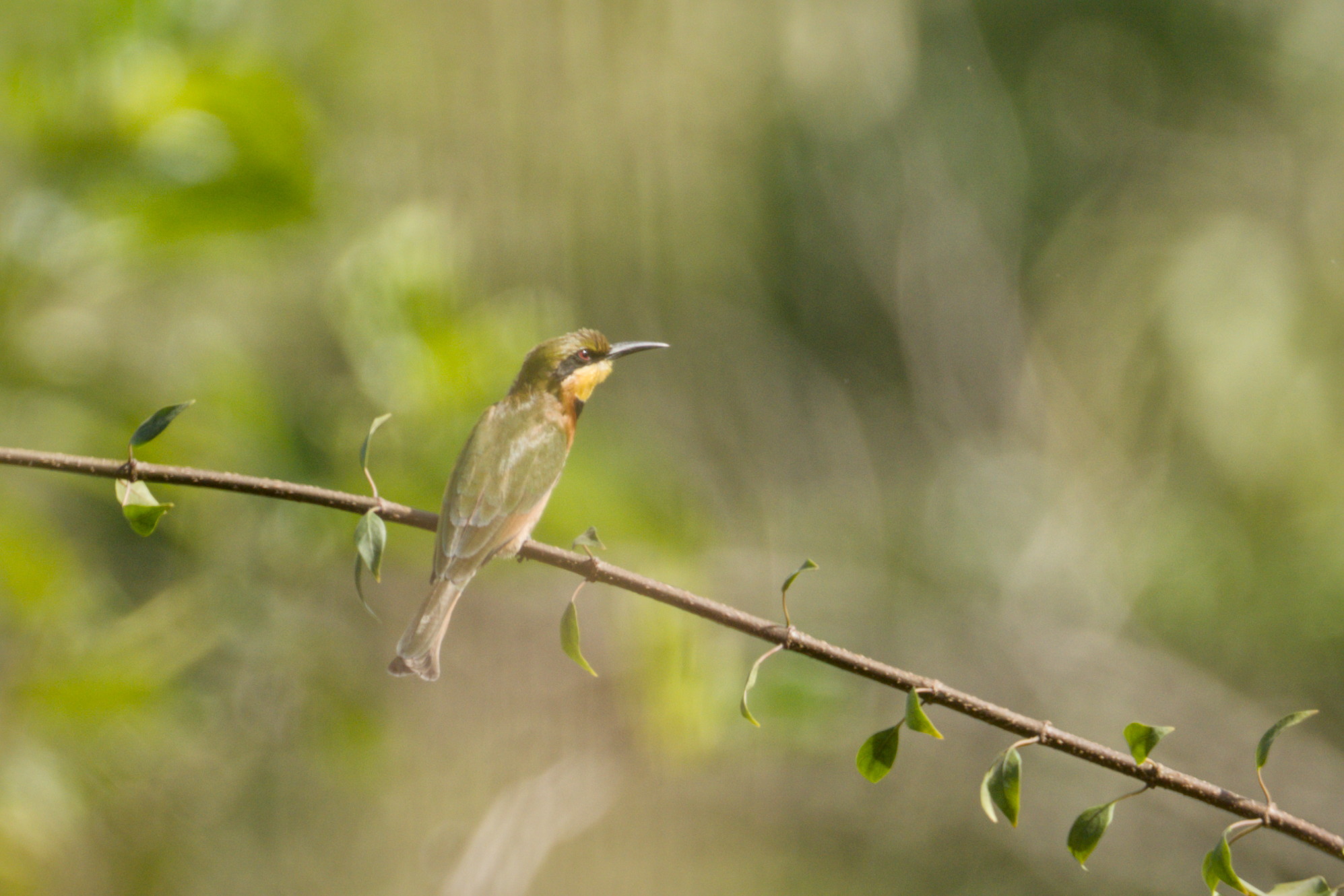 Little Bee-eater (Merops pusillus), photo 4