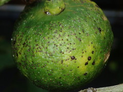 Chrysomphalus aonidum