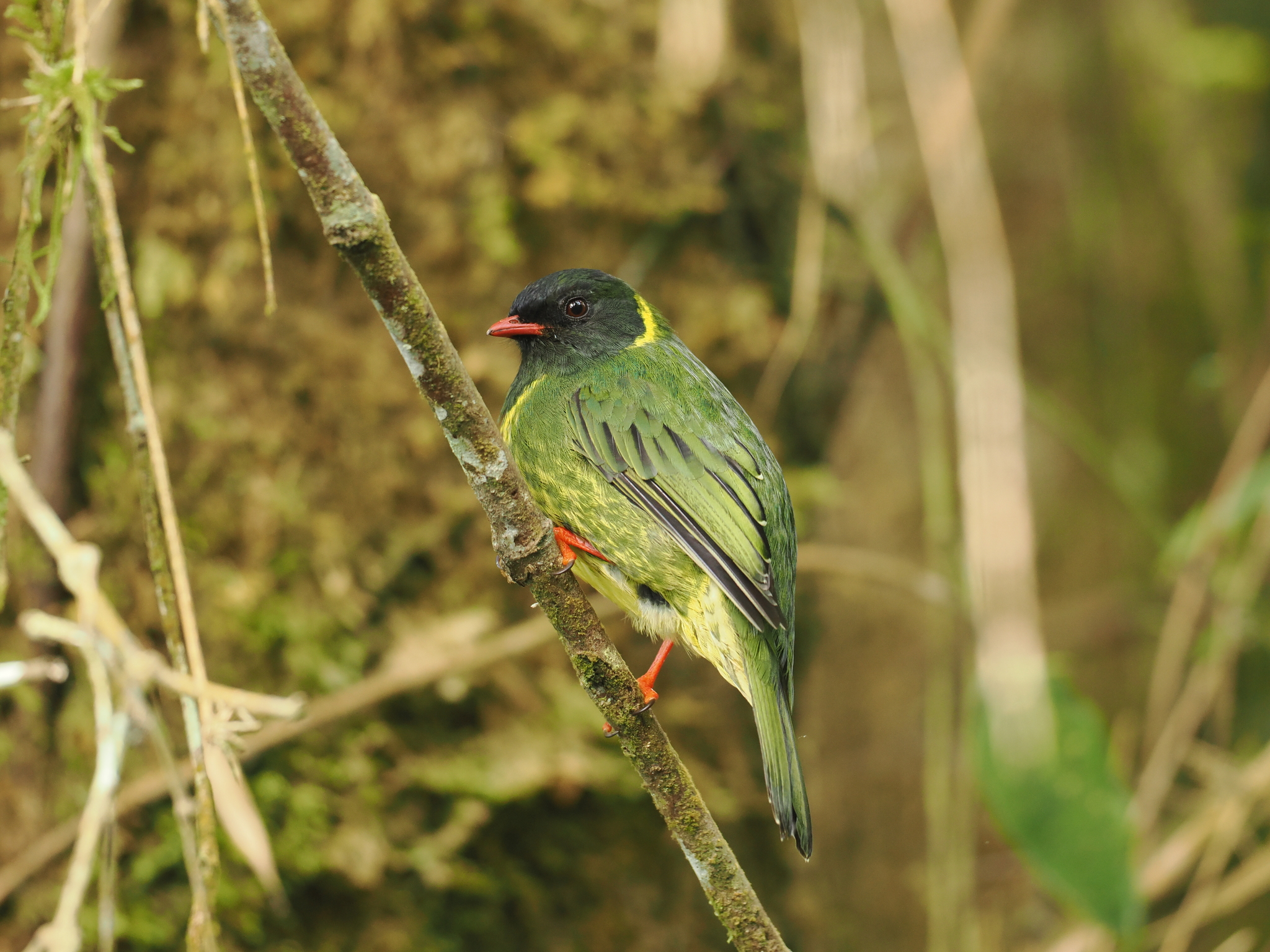 Green-and-black Fruiteater (Pipreola riefferii), photo 2