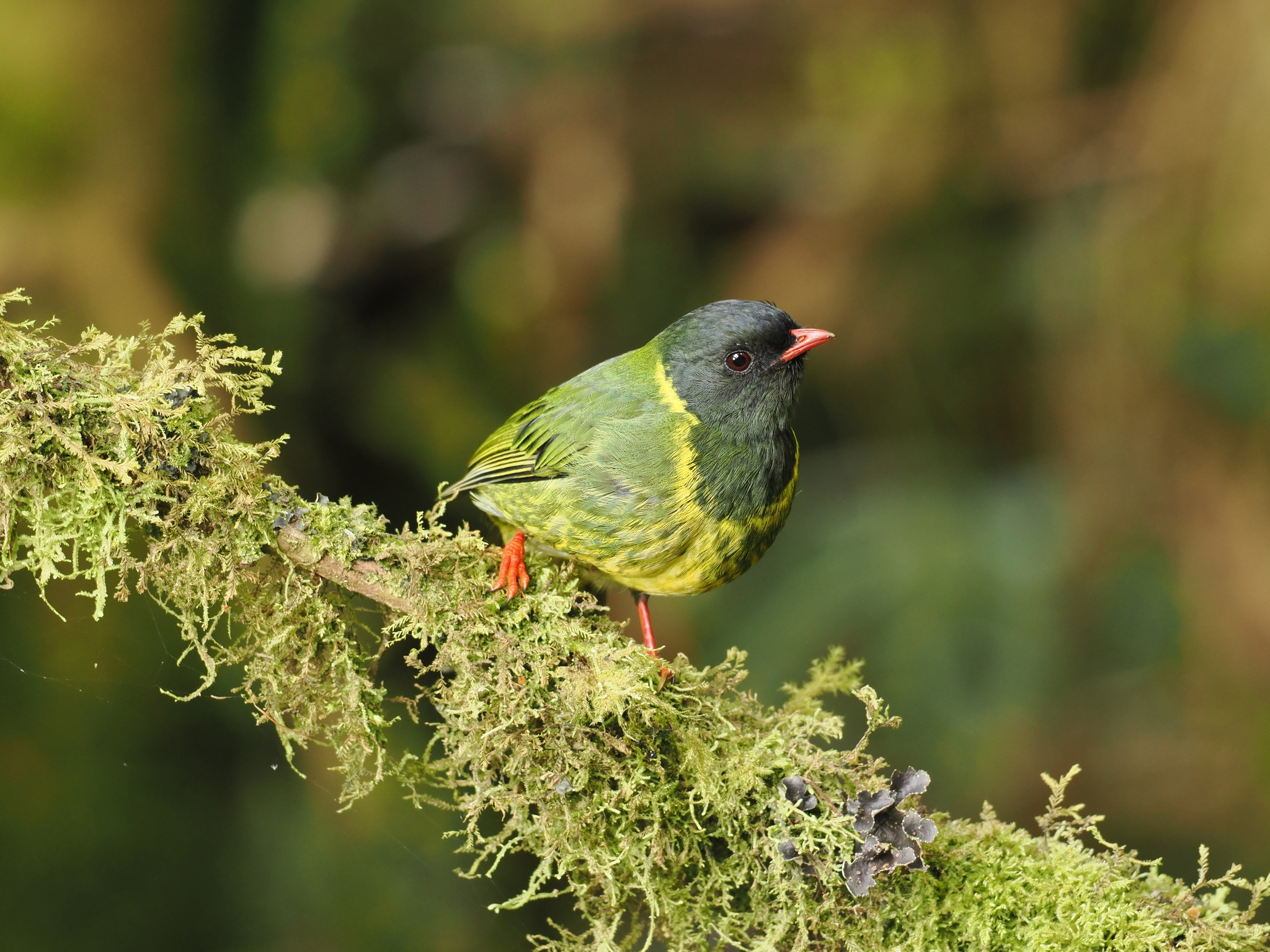 Green-and-black Fruiteater (Pipreola riefferii), photo 1