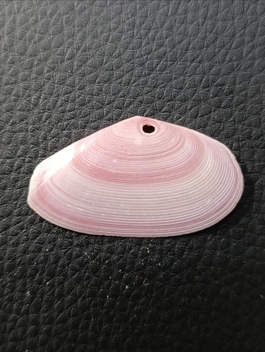 Eurytellina rubescens, 2026-01-24