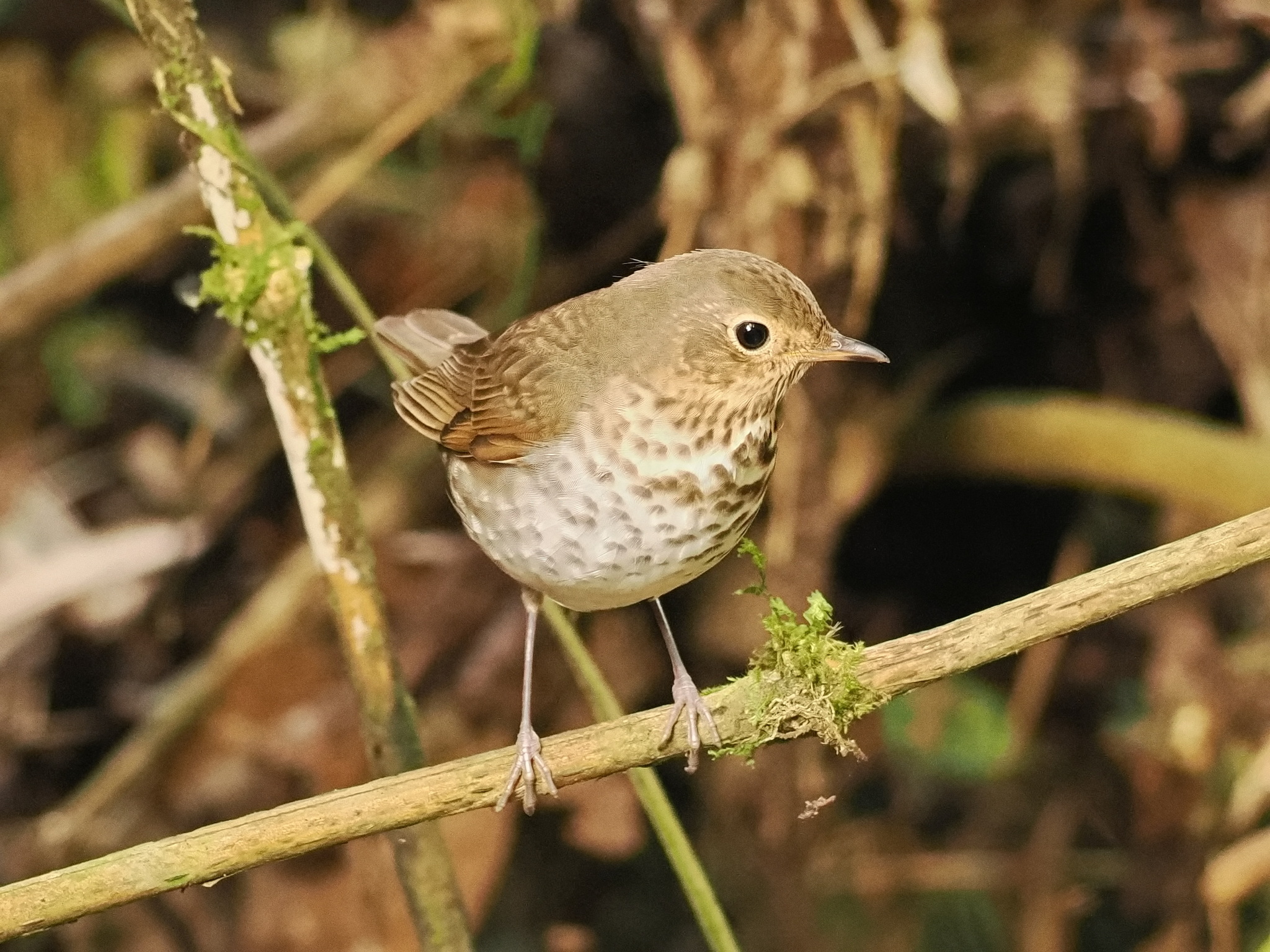 Swainson's Thrush (Catharus ustulatus), photo 4
