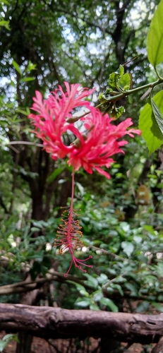 Spider Hibiscus