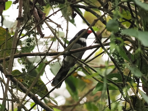 Masked Saltator (Saltator cinctus), photo 6