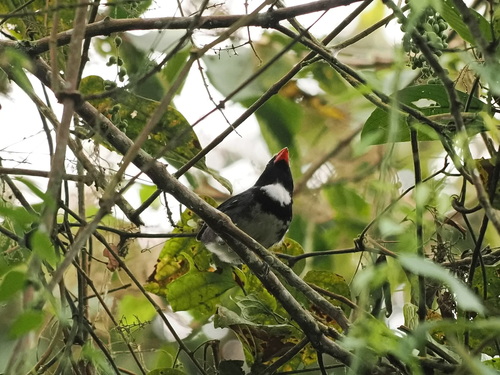 Masked Saltator (Saltator cinctus), photo 2