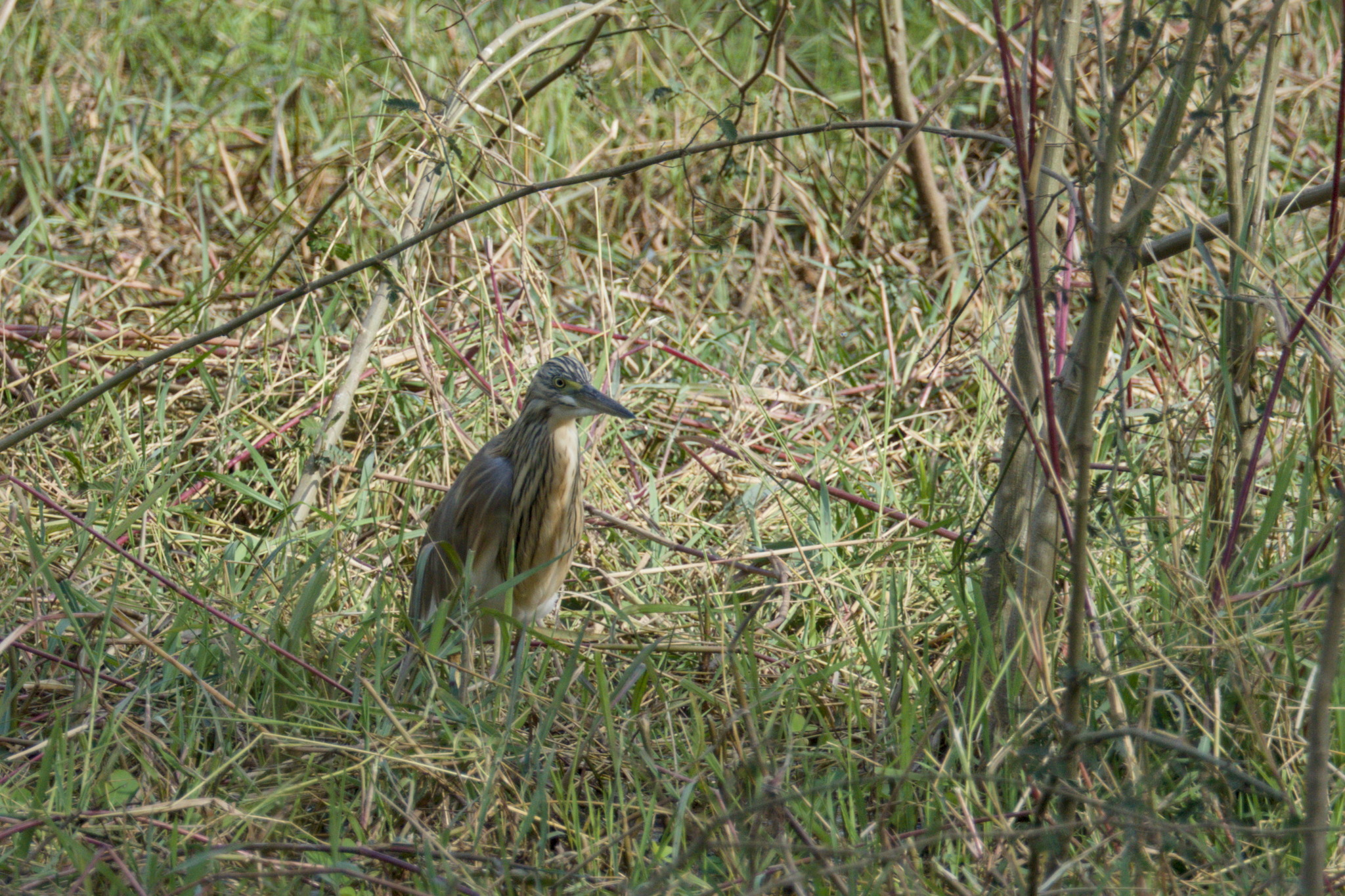 Squacco Heron (Ardeola ralloides), photo 4