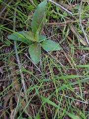 Asclepias nyctaginifolia