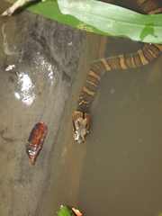 Homalopsis buccata