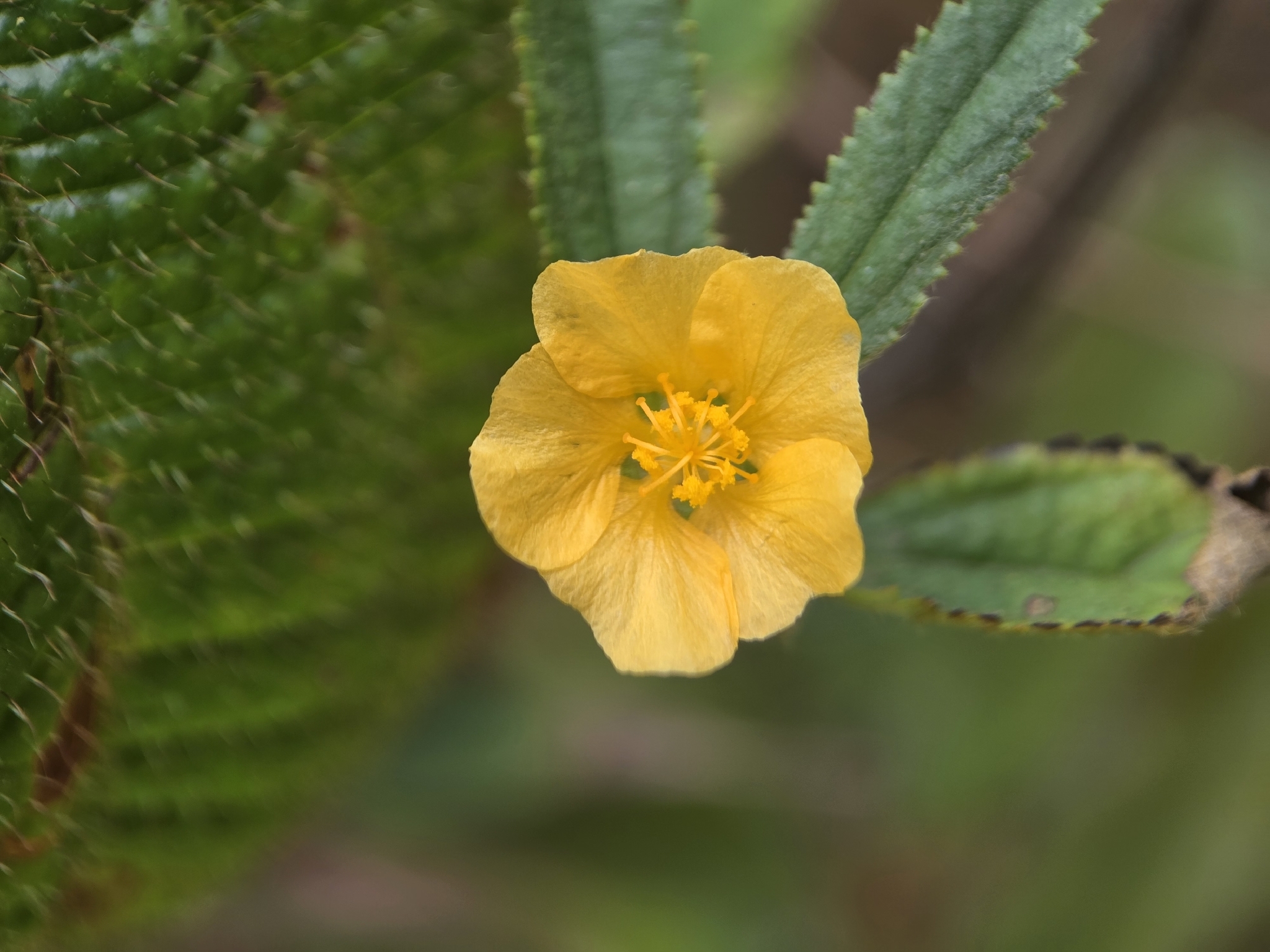 Sida cordifolia