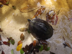 Cuora amboinensis kamaroma