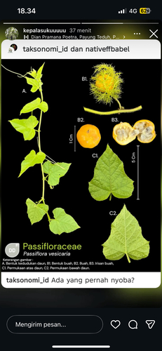 Passiflora vesicaria