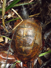 Heosemys spinosa