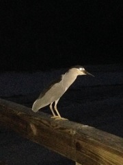 Nycticorax nycticorax image