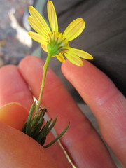 Osteospermum scabrum