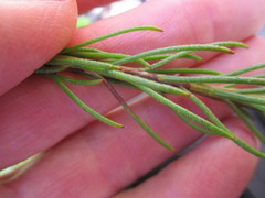 Osteospermum scabrum