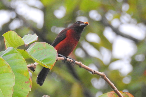 Crimson-backed Tanager (Ramphocelus dimidiatus), photo 6