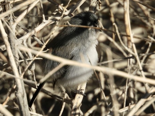 Black-tailed Gnatcatcher (Polioptila melanura), photo 5