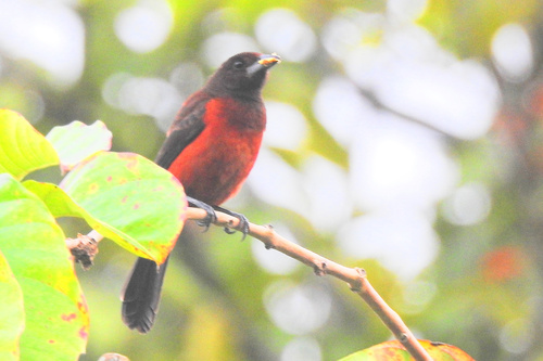 Crimson-backed Tanager (Ramphocelus dimidiatus), photo 5