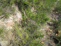 Aspalathus opaca opaca