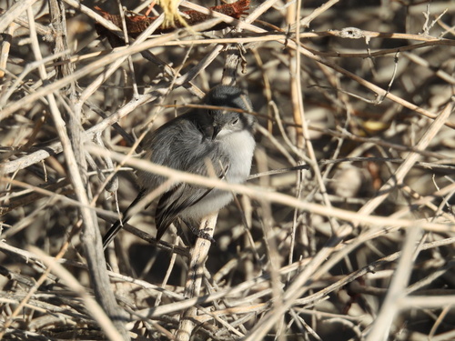 Black-tailed Gnatcatcher (Polioptila melanura), photo 6