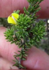 Aspalathus opaca opaca