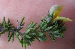 Aspalathus opaca opaca