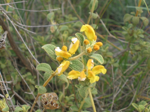 Phlomis lanata, photograph 2