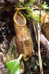 Nepenthes gymnamphora