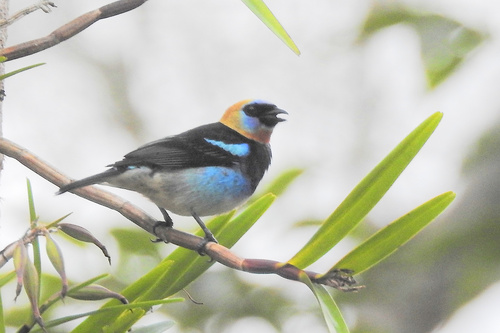 Golden-hooded Tanager (Stilpnia larvata), photo 9