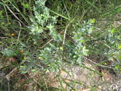 Gnidia juniperifolia