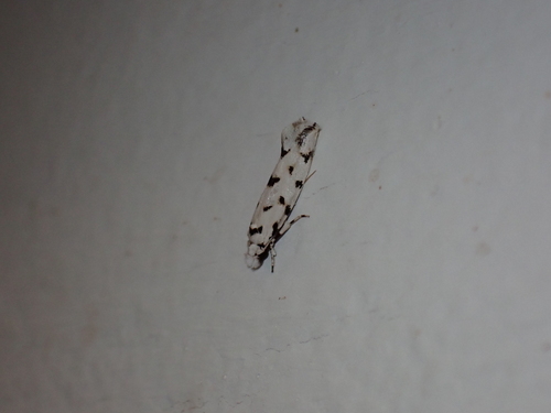 Fungus moth photo 2