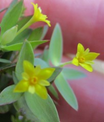 Gnidia juniperifolia