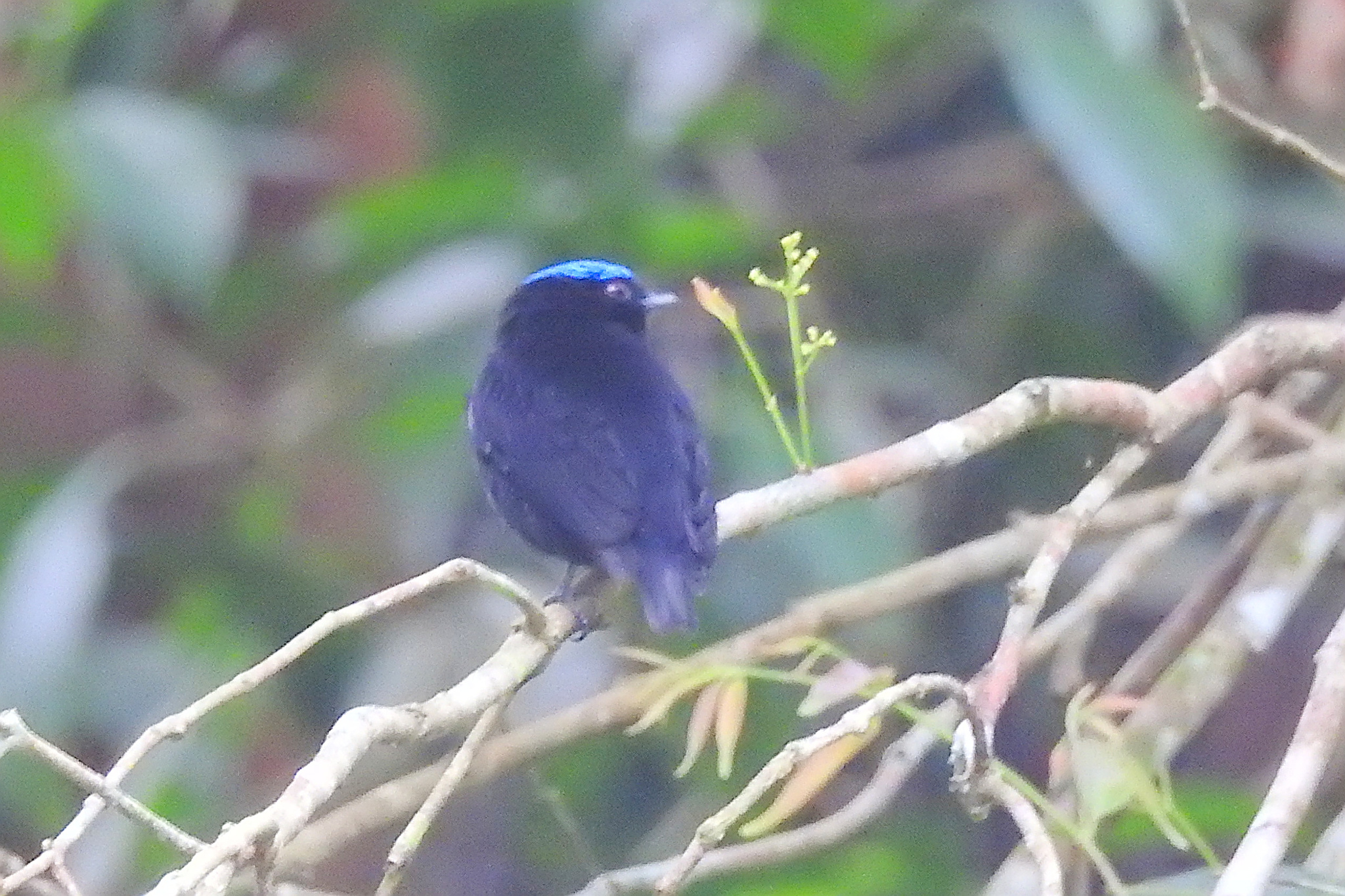 Blue-capped Manakin (Lepidothrix coronata), photo 3