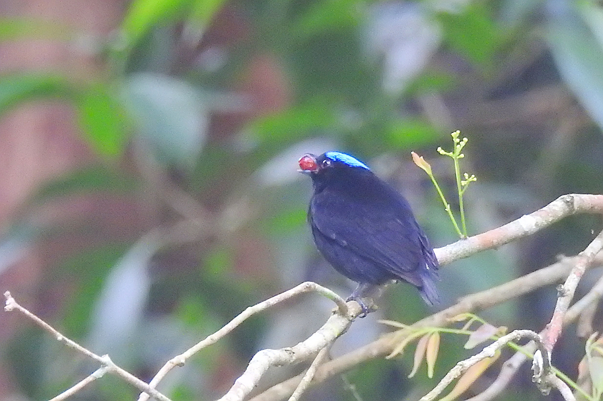 Blue-capped Manakin (Lepidothrix coronata), photo 2