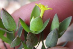 Gnidia juniperifolia