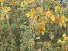 (c) zebedeugalinha, some rights reserved (CC BY) Phlomis lanata, photograph (c) zebedeugalinha, some rights reserved (CC BY)