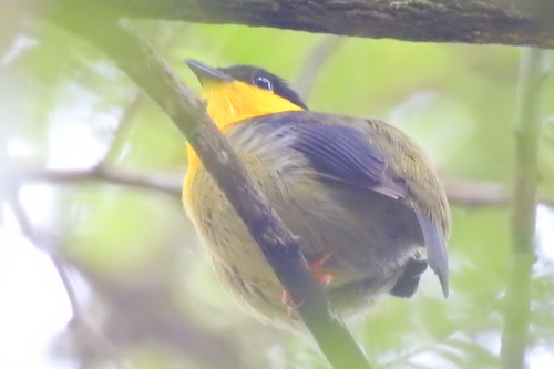 Golden-collared Manakin (Manacus vitellinus), photo 4