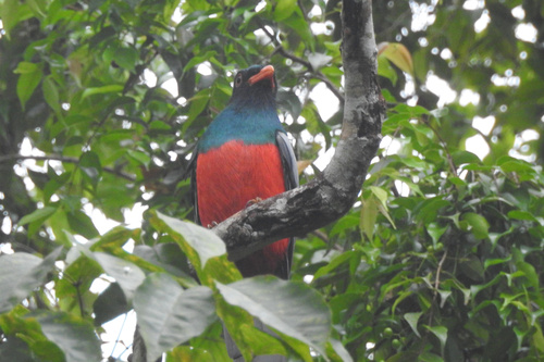 Slaty-tailed Trogon (Trogon massena), photo 4