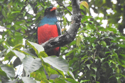 Slaty-tailed Trogon (Trogon massena), photo 5