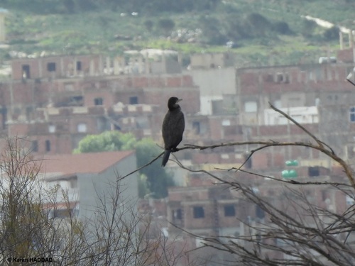 Great Cormorant