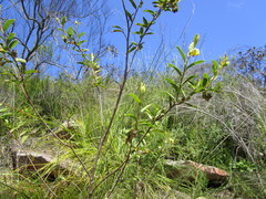 Hermannia involucrata