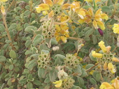 Phlomis lanata